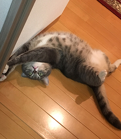 猫 星屑どろっぷすdiary